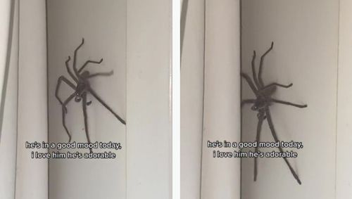 Обнаружив в кровати крупного паука, девушка сделала его своим домашним питомцем