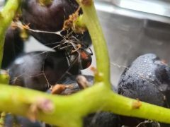 Опасный паук притаился в купленном винограде