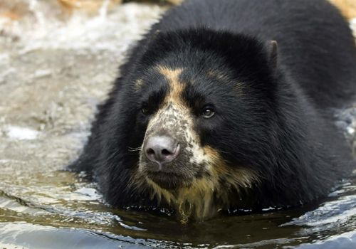 Медведь в зоопарке сбежал из вольера уже во второй раз