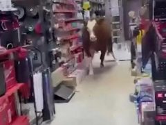Корова пришла в хозяйственный магазин и устроила беспорядок, сбивая товары с полок