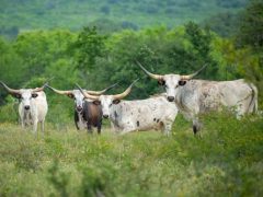 Трупы коров с вырезанными языками напугали фермеров