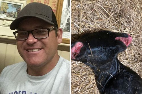 Невезучий фермер удивился двухголовому телёнку, которого родила одна из его коров