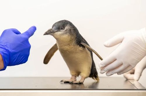 Пингвину с нетвёрдой походкой впервые в истории сделали МРТ