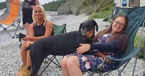 Собака, которую вывели погулять на пляж, нашла для хозяйки донора почки