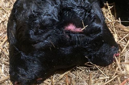 Невезучий фермер удивился двухголовому телёнку, которого родила одна из его коров