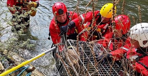 Пожарные спасли из реки молодого оленя