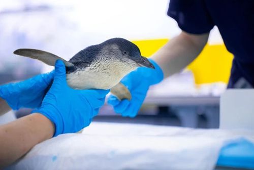 Пингвину с нетвёрдой походкой впервые в истории сделали МРТ