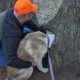 Любопытная собака сунула голову в отверстие в дереве и застряла