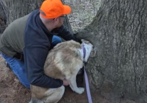 Любопытная собака сунула голову в отверстие в дереве и застряла