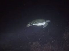 Черепаха разозлилась из-за того, что её осветили фонариком