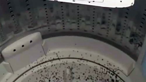 Хозяйка обнаружила, что её стиральную машину захватили муравьи