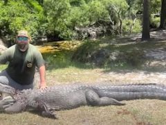 Крупный аллигатор вылез из реки и напал на собаку