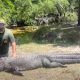 Крупный аллигатор вылез из реки и напал на собаку