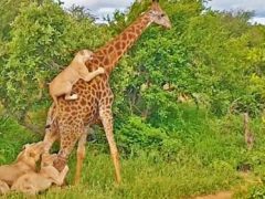 Жираф, чуть не ставший жертвой хищников, прокатил львицу у себя на спине