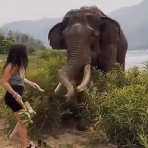 Слон сильно толкнул женщину, которая дразнила его бананом