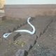 Редкая кобра-альбинос приползла в жилой дом, чтобы спастись от дождя
