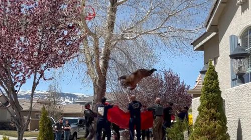 Спасатели помогли медведю, который влез на дерево и застрял на нём