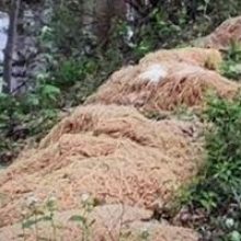 Неизвестные личности выбросили на берег ручья сотни килограммов макарон