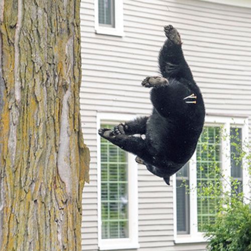 Медведь, сидевший на дереве, получил четыре дозы транквилизатора, после чего уснул и упал на матрасы
