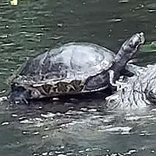Очевидец сфотографировал черепаху, прокатившуюся на аллигаторе