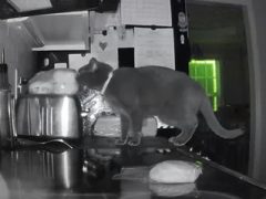 Хозяйка подозревала, что у неё завелись вороватые мыши, но виновником беспорядков на кухне оказался кот