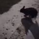 Агрессивный кролик повадился нападать на людей и кусаться
