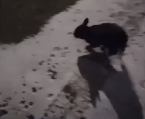 Агрессивный кролик повадился нападать на людей и кусаться
