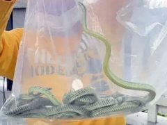 Владелец упавшей статуэтки в виде змееподобного существа стал жертвой нашествия змей