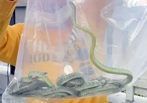 Владелец упавшей статуэтки в виде змееподобного существа стал жертвой нашествия змей