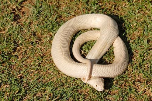 Редкая кобра-альбинос приползла в жилой дом, чтобы спастись от дождя
