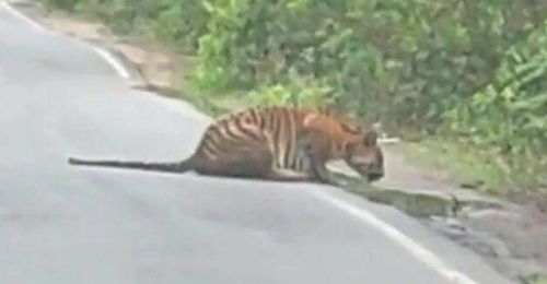 Туристы не стали мешать тигру, решившему напиться воды на обочине дороги