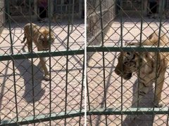 Тигр захотел пометить свою клетку и заодно обрызгал мочой посетительницу зоопарка