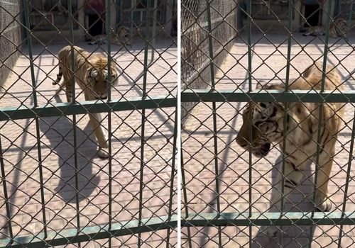 Тигр захотел пометить свою клетку и заодно обрызгал мочой посетительницу зоопарка