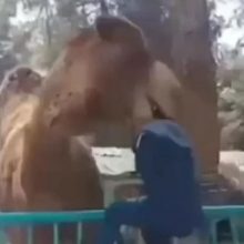 Верблюд в зоопарке укусил за голову мальчика, который проигнорировал запрет и приблизился к животному