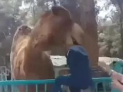 Верблюд в зоопарке укусил за голову мальчика, который проигнорировал запрет и приблизился к животному