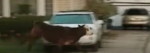 Полицейским пришлось гоняться за бычком, которого ученики привели в школу ради шутки