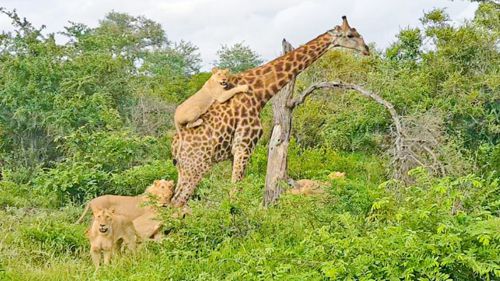 Жираф, чуть не ставший жертвой хищников, прокатил львицу у себя на спине