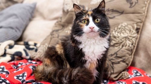 Кошка спасла жизнь хозяйки, потерявшей сознание из-за диабета