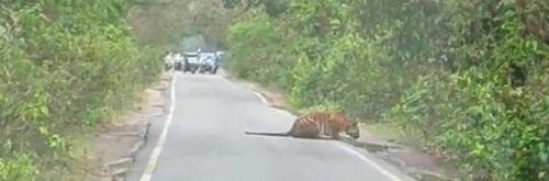 Туристы не стали мешать тигру, решившему напиться воды на обочине дороги