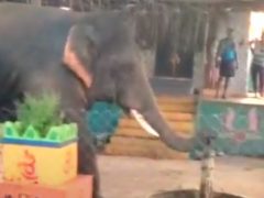 Слон с помощью хобота научился добывать воду из колонки