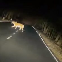 Тигрица и тигрята, перешедшие через дорогу, стали напоминанием о важности осторожного вождения