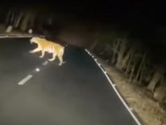 Тигрица и тигрята, перешедшие через дорогу, стали напоминанием о важности осторожного вождения