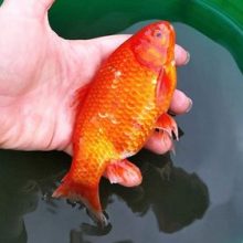 Золотая рыбка, которую унесло наводнением, была найдена живой в грязной луже