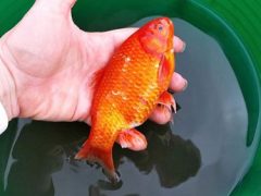 Золотая рыбка, которую унесло наводнением, была найдена живой в грязной луже