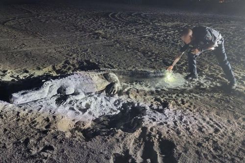 Попытавшись поймать аллигатора, полицейские выяснили, что это всего лишь песчаная скульптура