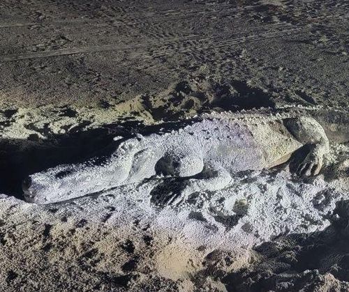 Попытавшись поймать аллигатора, полицейские выяснили, что это всего лишь песчаная скульптура