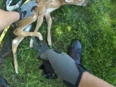 Полицейские освободили оленёнка, запутавшегося в футбольной сетке