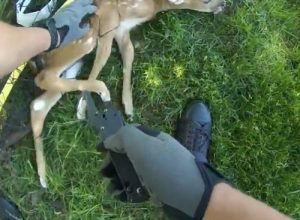 Полицейские освободили оленёнка, запутавшегося в футбольной сетке