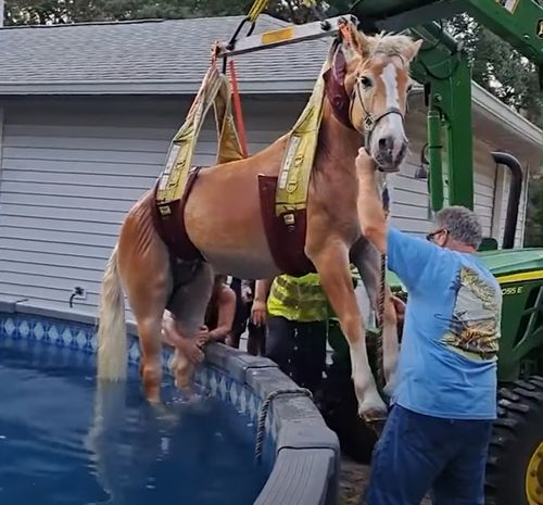 Пожарным пришлось спасать пугливую лошадь, прыгнувшую в бассейн