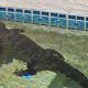 Женщина не смогла искупаться в собственном бассейне, ведь там охлаждался аллигатор